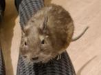 Degoe mannetje, Dieren en Toebehoren, Juni, Mannelijk, Overige typen, Tam