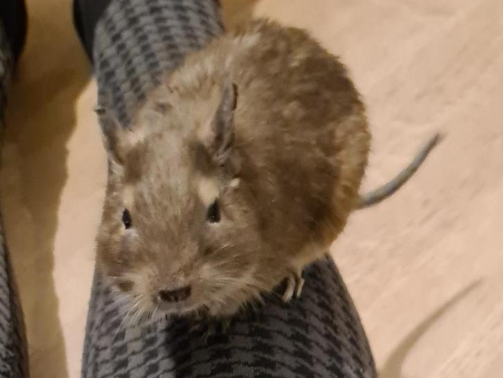 Degoe mannetje, Dieren en Toebehoren, Knaagdieren, Mannelijk, Overige typen, Juni, Tam
