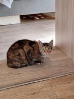 Kim poesje, Dieren en Toebehoren, Katten en Kittens | Overige Katten, Poes