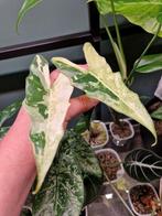 Alocasia Sarian Albo Variegata, Ophalen of Verzenden, Halfschaduw, Minder dan 100 cm