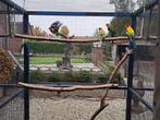 Goudmantel Rosella, Dieren en Toebehoren, Meerdere dieren, Parkiet