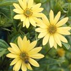 Helianthus Lemon Queen, 'Vaste zonnebloem', bijenplant, Volle zon, Vaste plant, Zomer, Ophalen