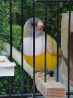 Diversen gouldamadines, Meerdere dieren