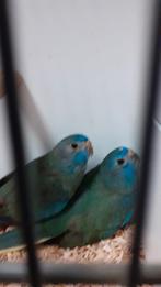 splendid, Meerdere dieren, Parkiet