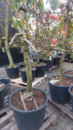 Mooie fruitbomen appels en peren, Tuin en Terras, Planten | Bomen, Overige soorten, Lente, 250 tot 400 cm, Ophalen