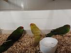 Te koop kakariki, Dieren en Toebehoren, Meerdere dieren, Parkiet