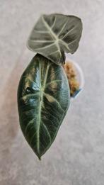 Alocasia Pink Dragon, Huis en Inrichting, Kamerplanten, Ophalen of Verzenden, Halfschaduw, Minder dan 100 cm