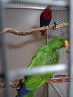 Mooi kweekkoppel edel papagaaien