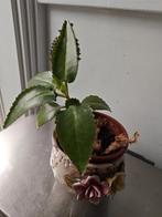 Plant, Huis en Inrichting, Ophalen, Overige soorten, Minder dan 100 cm