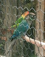 Prachtige jonge pyrrhura turquoise jongkie, Dieren en Toebehoren, Vogels | Parkieten en Papegaaien, Mannelijk, Papegaai