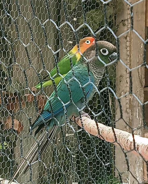 Prachtige jonge pyrrhura turquoise jongkie, Dieren en Toebehoren, Vogels | Parkieten en Papegaaien, Papegaai, Mannelijk