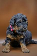 Prachtige poedel pups, Dieren en Toebehoren, Honden | Chihuahua's en Gezelschapshonden, Poedel, 8 tot 15 weken, Meerdere, Meerdere dieren