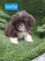 Te koop mooie speelse boomer pups, Overige rassen, CDV (hondenziekte), 8 tot 15 weken, Meerdere