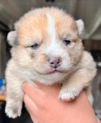 Stamboom pomsky pups Blauwe Ogen 10-04 geboren, Particulier, Meerdere, Poolhond, 8 tot 15 weken