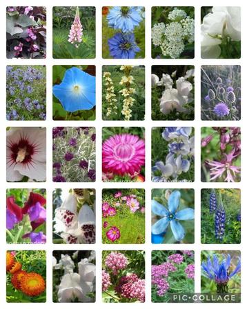 500 soorten bloemen en tomatenzaden gif vrij gekweekt beschikbaar voor biedingen