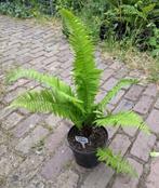 Tuin = Varen - Struisvaren - M, Ophalen, Vaste plant, Varens
