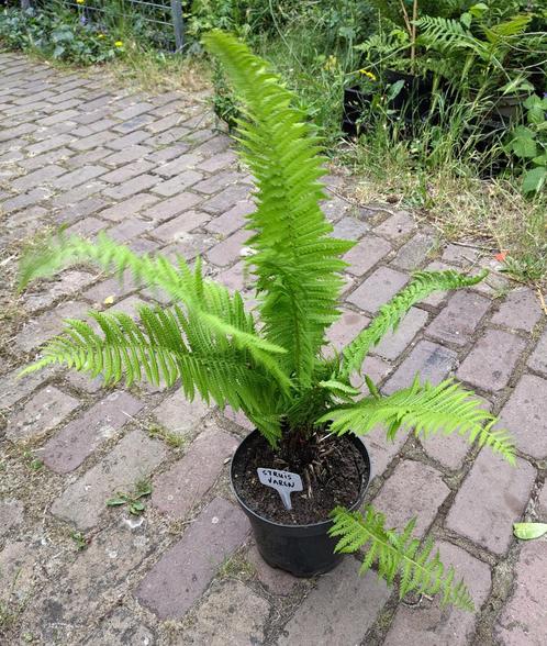 Tuin = Varen - Struisvaren - M, Tuin en Terras, Planten | Tuinplanten, Vaste plant, Varens, Ophalen
