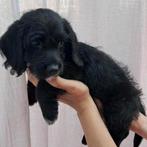 Dwergpoedel kruising pups, CDV (hondenziekte), Overige rassen, 8 tot 15 weken, Meerdere