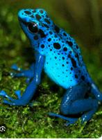 GEZOCHT GIFKIKKERS, 0 tot 2 jaar