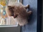 Pomeriaan puppy, Dieren en Toebehoren, Honden | Poolhonden, Keeshonden en Oertypen, Keeshond, Reu, 8 tot 15 weken, Eén hond