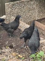 4x hennen en 1x haan speciale ras kippen/ Ayam Cemani, Dieren en Toebehoren, Pluimvee, Meerdere dieren, Kip
