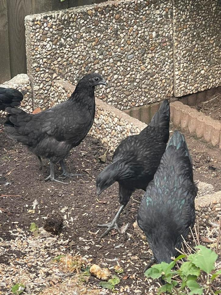 4x hennen en 1x haan speciale ras kippen/ Ayam Cemani, Dieren en Toebehoren, Pluimvee, Kip, Meerdere dieren