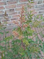 Hemelse bamboe (heeft niks met bamboe te maken), Vaste plant, Halfschaduw, Zomer, Ophalen