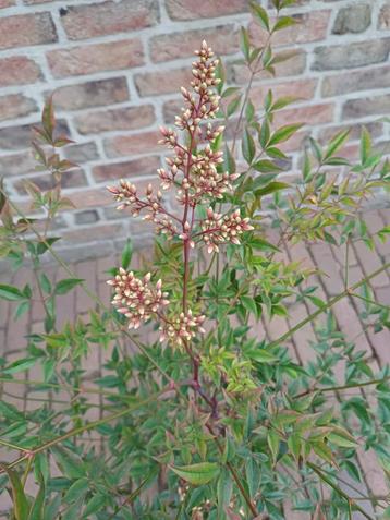 Hemelse bamboe (heeft niks met bamboe te maken) beschikbaar voor biedingen