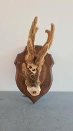 Gewei, Antiek en Kunst, Curiosa en Brocante, Ophalen of Verzenden