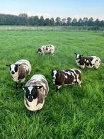 Koppel bonte rammen / dekrammen, Dieren en Toebehoren, Schapen, Geiten en Varkens, Mannelijk, Schaap