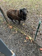 Vriendelijke Ouessant ram, Dieren en Toebehoren, Mannelijk, Schaap