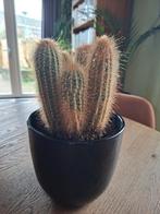 Cactus in pot, Ophalen, Minder dan 100 cm, Volle zon, In pot