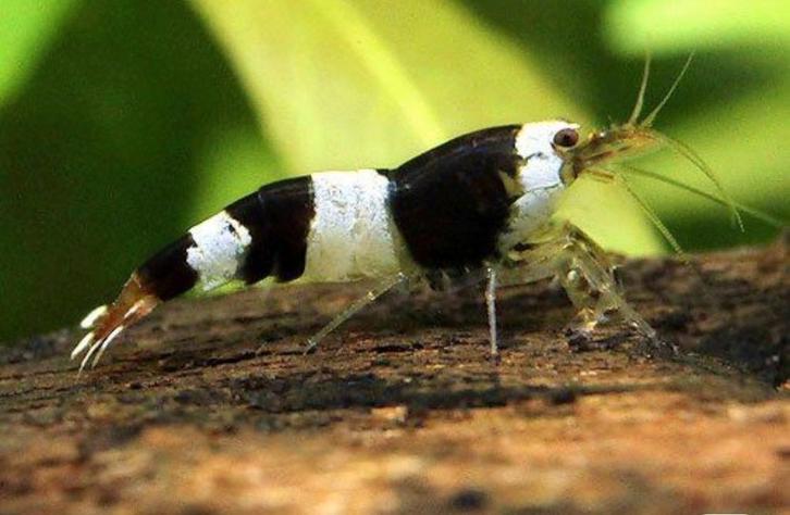 Crystal black Garnalen 🦐⚫️, Dieren en Toebehoren, Vissen | Aquariumvissen, Kreeft, Krab of Garnaal