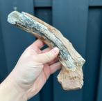 Hert Geweideel Noordzee IJstijd, Ophalen of Verzenden