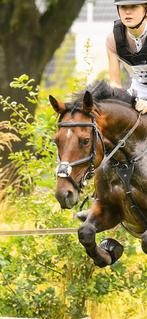 Mexicaans hoofdstel maat cob, Dieren en Toebehoren, Ophalen of Verzenden, Zo goed als nieuw, Springen