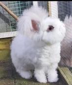 Ras zuiver Engelse Angora voedster., Vrouwelijk, Middelgroot, 0 tot 2 jaar