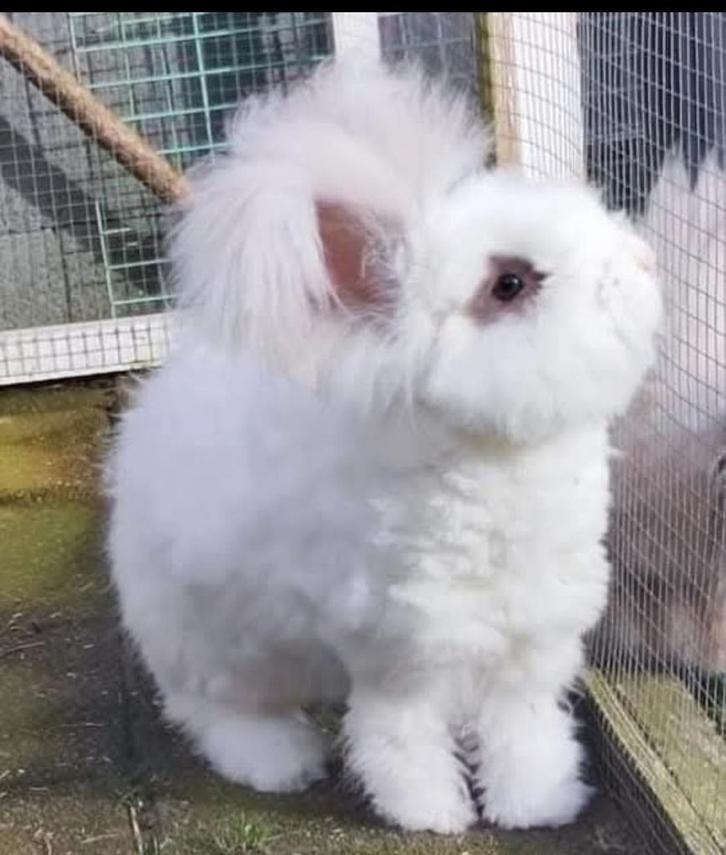 Ras zuiver Engelse Angora voedster., Dieren en Toebehoren, Konijnen, Middelgroot, Vrouwelijk, 0 tot 2 jaar