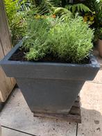 Pot met Lavendel Stoechas, Ophalen, Kunststof, Minder dan 60 cm, Vierkant