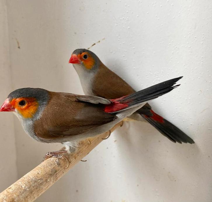 Oranjekaakjes, Dieren en Toebehoren, Vogels | Overige Vogels, Meerdere dieren
