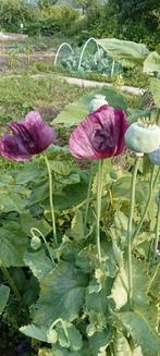 Papaver somniferum zaden, Ophalen of Verzenden, Najaar, Volle zon, Zaad
