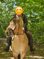 Grote fjord, Dieren en Toebehoren, Pony's, Ruin, L, 11 jaar of ouder, Recreatiepony