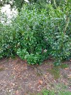 Laurier Novita en Rotundifolia, Ophalen, Laurier, 100 tot 250 cm