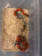 Lampropeltis hondurensis 2025, Dieren en Toebehoren, Reptielen en Amfibieën, Slang, 0 tot 2 jaar