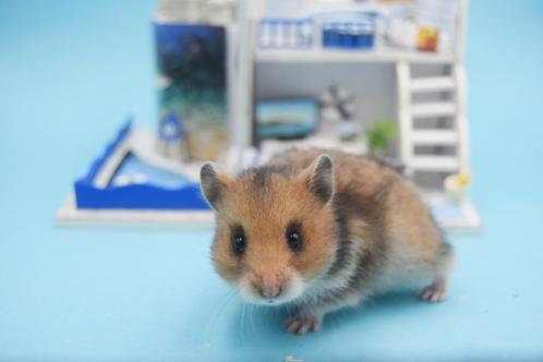 Lieve en knappe goudhamsters van hobbyfokker, Dieren en Toebehoren, Knaagdieren, Meerdere dieren, Hamster, Na 1 juli 2024, Tam