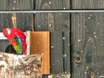 Pracht rosella, Mannelijk, Parkiet