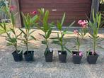 Nerium Oleander - Diverse Kleuren, Overige soorten, Volle zon, Vaste plant, Ophalen of Verzenden