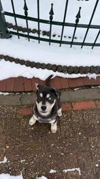 Mooie husky x labrador pup, 8 tot 15 weken, Eén hond, Nederland, Particulier