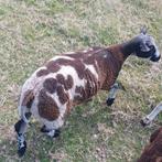 Diverse rassen schapen schaaprammen ram lam ook zwart en wit, Meerdere dieren, Schaap
