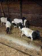 Te koop meerdere somalische vetstaartschapen, Dieren en Toebehoren, Schapen, Geiten en Varkens, Meerdere dieren, Schaap