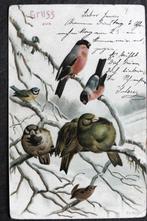 Goudvink, huismus, winterkoning, pimpelmees, Gruss aus, 1900, Verzamelen, Verzenden, Voor 1920, Gelopen, Vogel